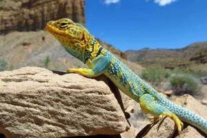 Jaszczurka jest gadem lub płazem?